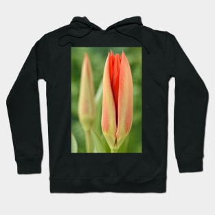 Tulipa  &#39;Madame Lefeber&#39;  Tulip  Syn.  Tulipa fosteriana &#39;Red Emperor&#39;  Fosteriana Group Hoodie